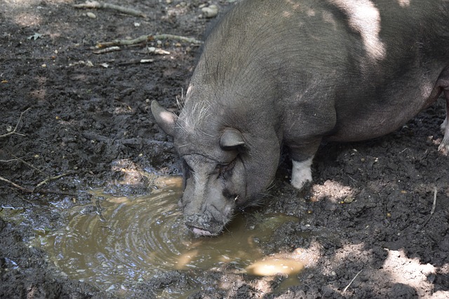速滑人才 速滑人才